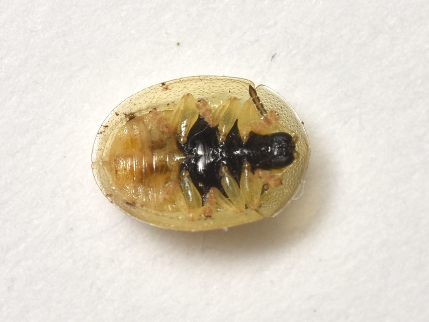 Cassida hemisphaerica - gömbölyded pajzsbogár Cassida hemisphaerica - gömbölyded pajzsbogár