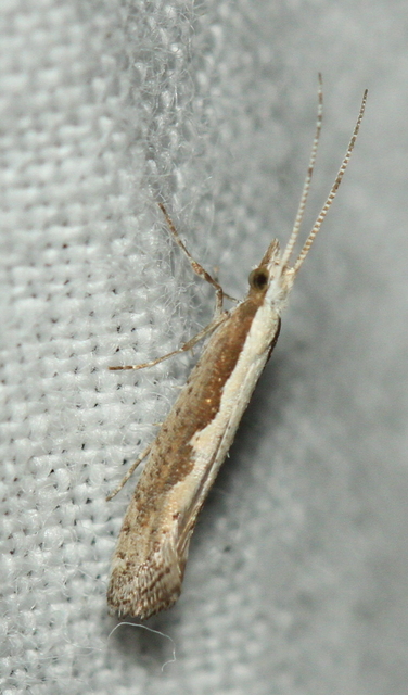 Plutella xylostella - káposztamoly