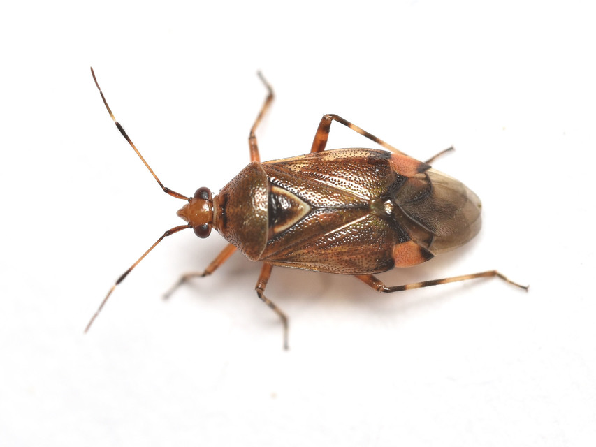 Deraeocoris flavilinea