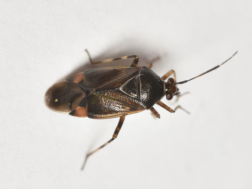 Deraeocoris flavilinea