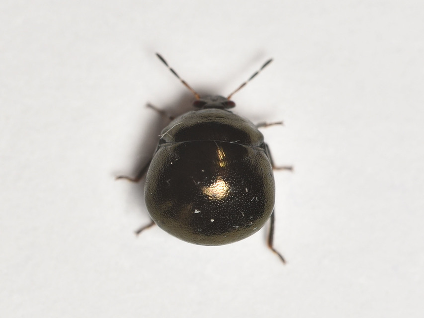 Coptosoma scutellatum - bödepoloska Coptosoma scutellatum - bödepoloska