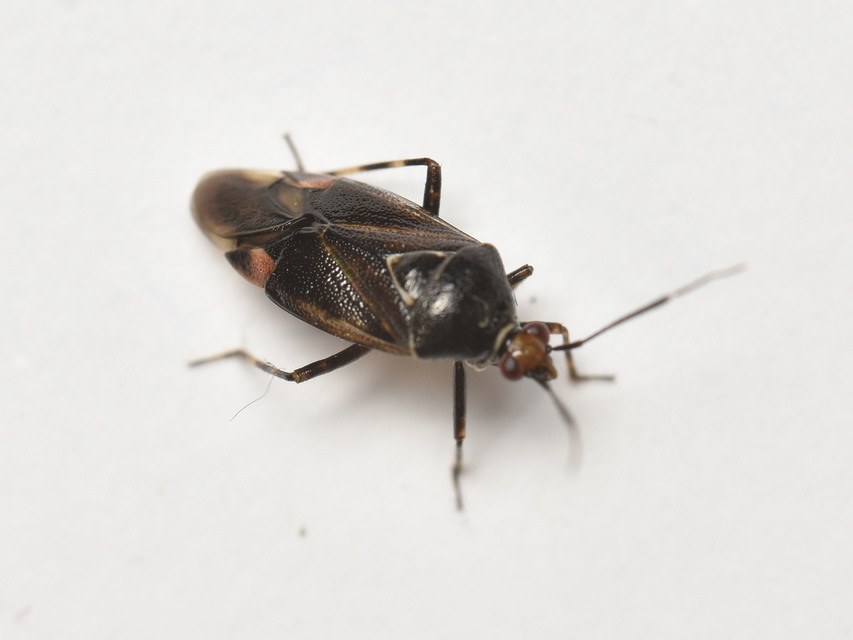 Deraeocoris flavilinea