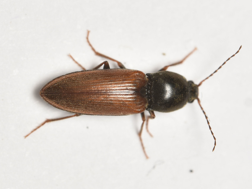 Dicronychus cinereus - szürke szívespattanó