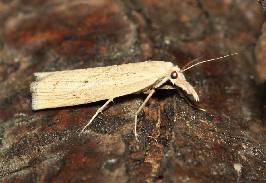 Agriphila inquinatella - közönséges fűgyökérmoly