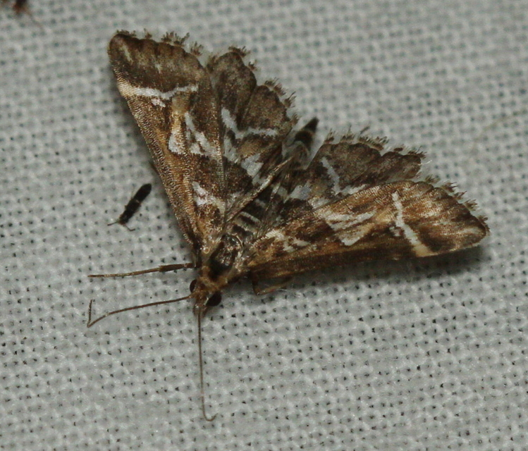 Diasemia reticularis - betűmintás tűzmoly