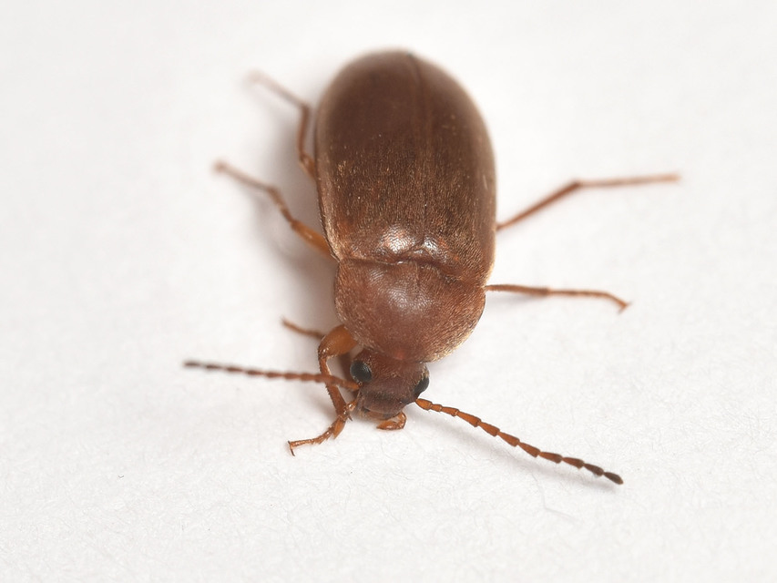 Isomira antennata - vastagcsápú alkonybogár