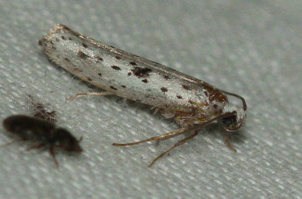 Yponomeuta plumbella - pókhálós bengemoly