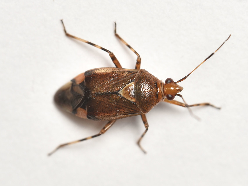 Deraeocoris flavilinea