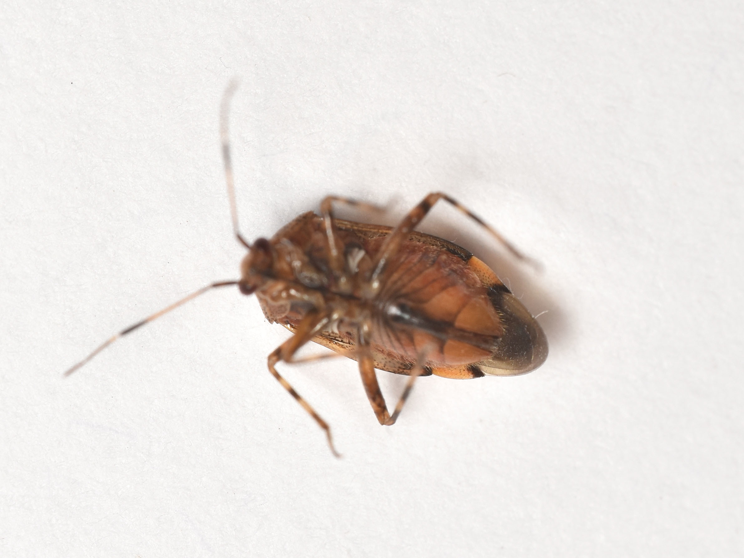 Deraeocoris flavilinea