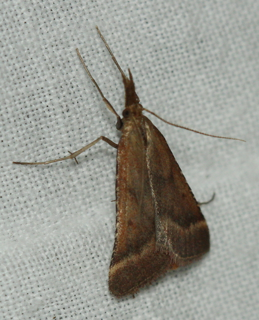 Synaphe punctalis - hosszúlábú fényilonca
