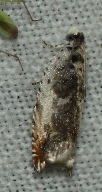 Ancylis laetana - fehér horgasmoly