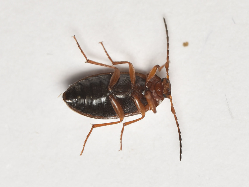 Isomira antennata - vastagcsápú alkonybogár
