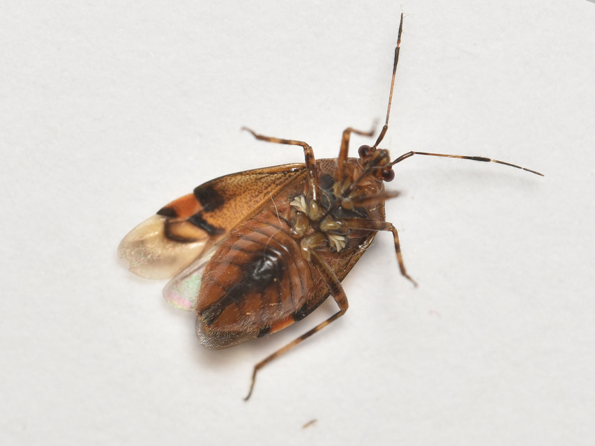 Deraeocoris flavilinea