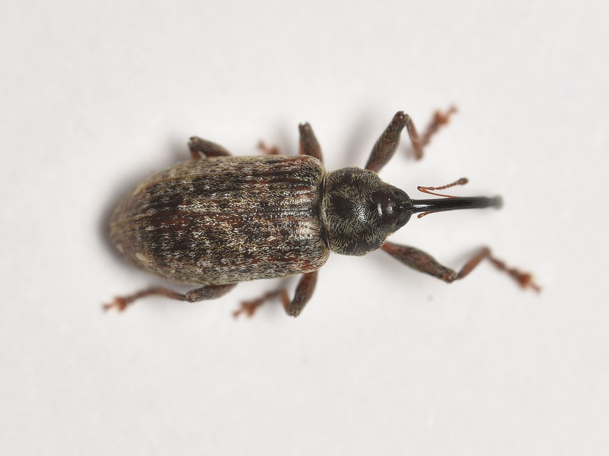 Dorytomus longimanus - kétalakú hangormányos