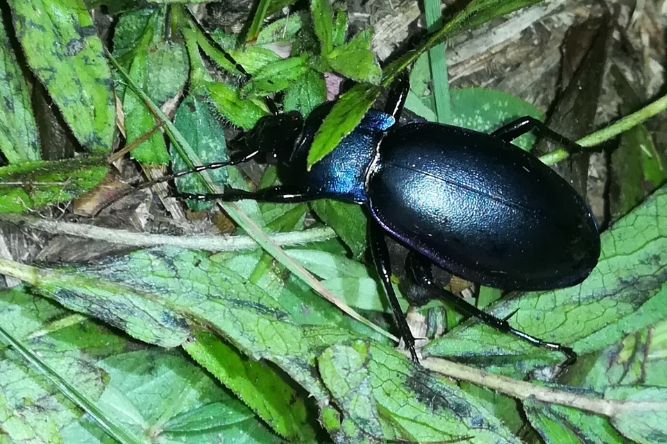 Carabus germarii exasperatus - dunántúli kékfutrinka