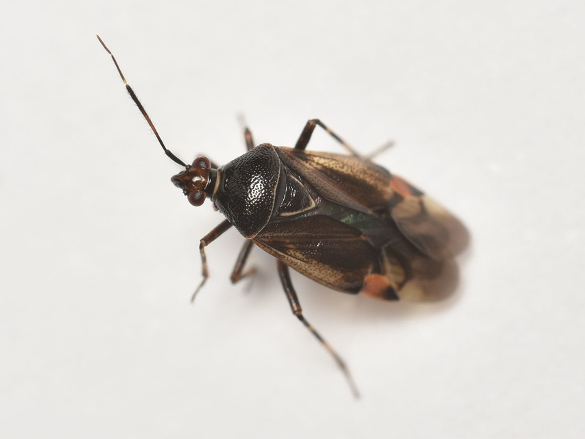 Deraeocoris flavilinea