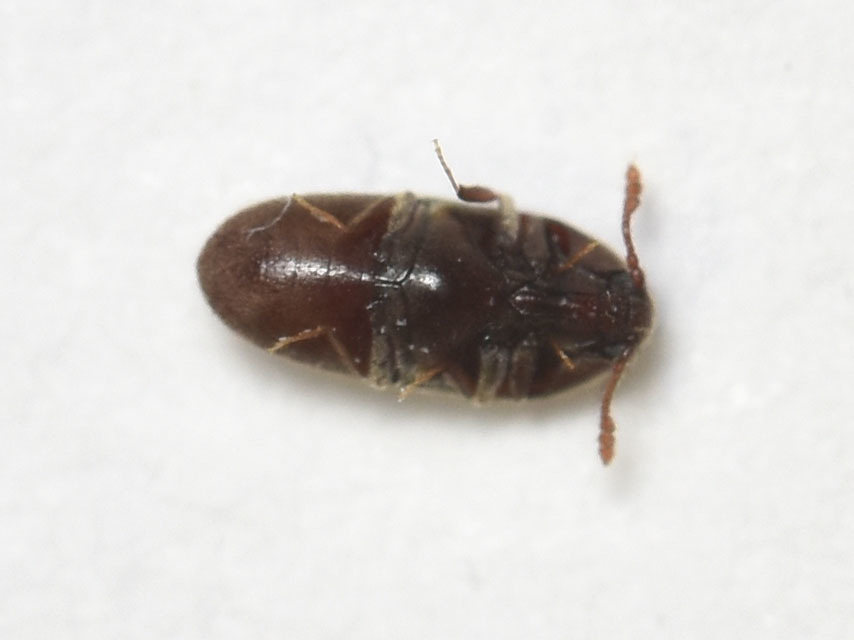 Throscidae - merevbogárfélék