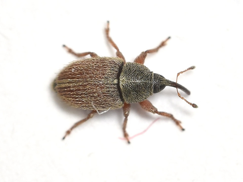 Mecinus pascuorum - közönséges útifűormányos