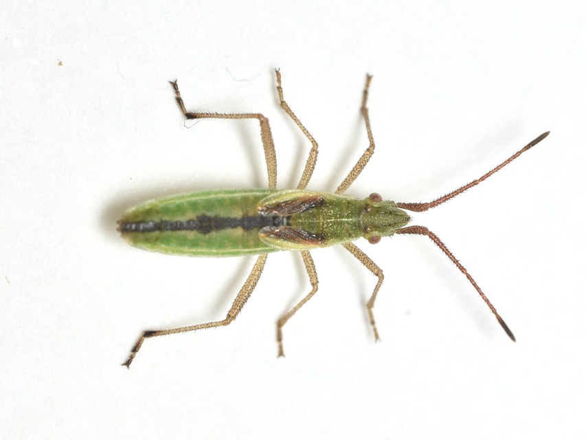 Myrmus miriformis - kurtaszárnyú karimáspoloska
