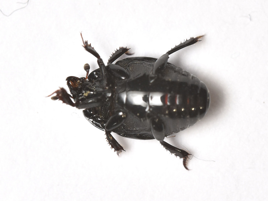 Margarinotus carbonarius
