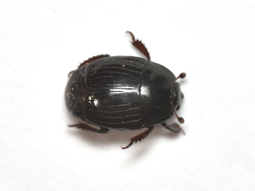 Margarinotus carbonarius