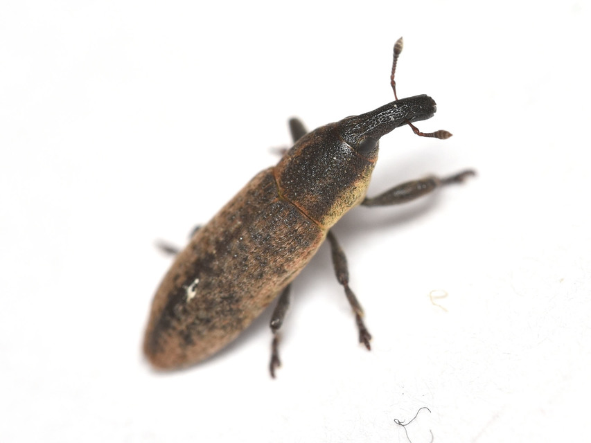 Lixus brevipes - vaskosorrú dudvabarkó