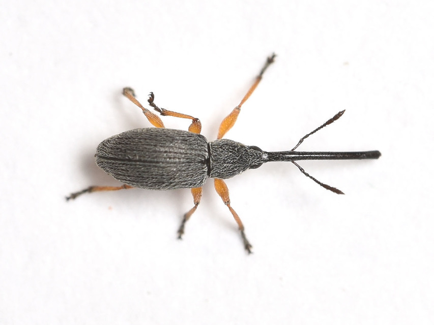 Rhopalapion longirostre - mályvarózsa-cickányormányos