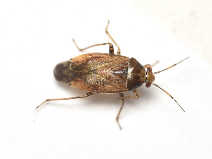 Agnocoris