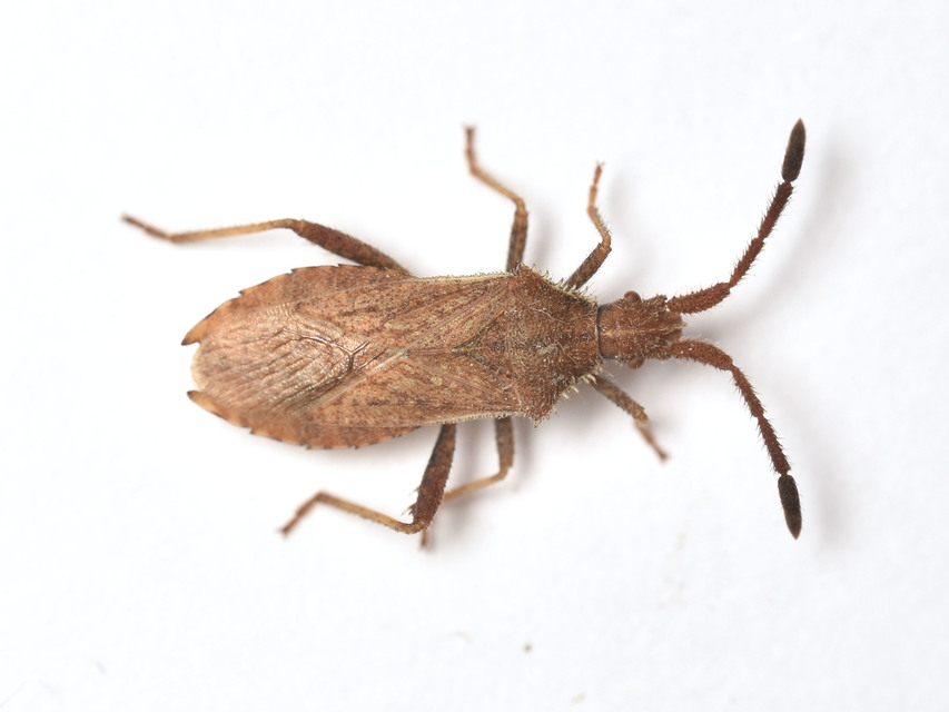 Coriomeris