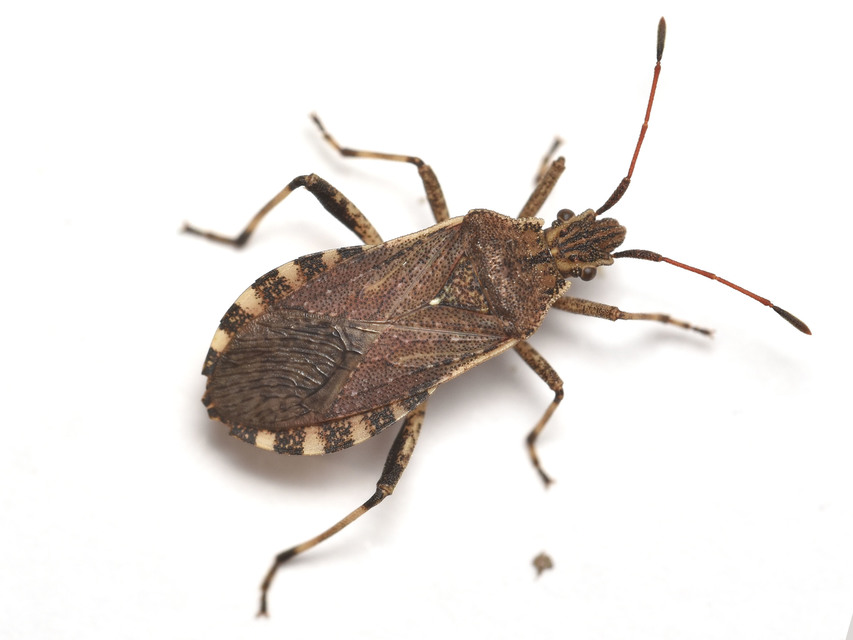 Ceraleptus gracilicornis - tüskéslábú karimáspoloska