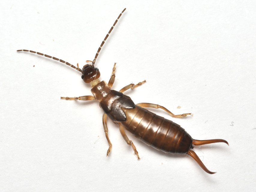 Forficula auricularia - közönséges fülbemászó