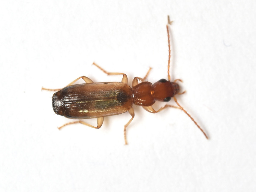Paradromius linearis - karcsú kéregfutó
