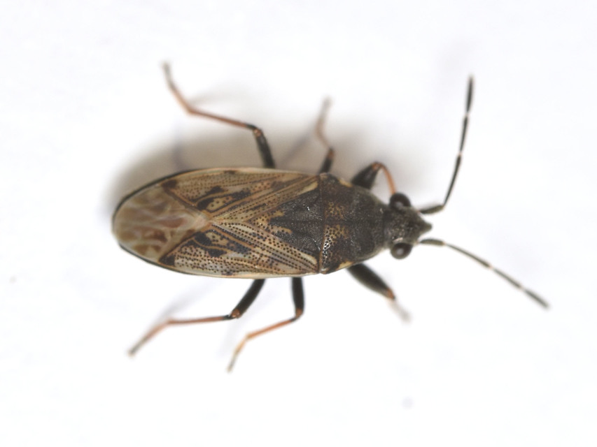 Peritrechus gracilicornis - vékonycsápú feketésbodobács