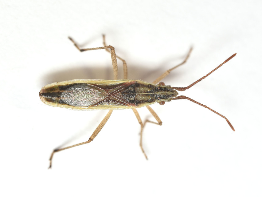 Myrmus miriformis - kurtaszárnyú karimáspoloska