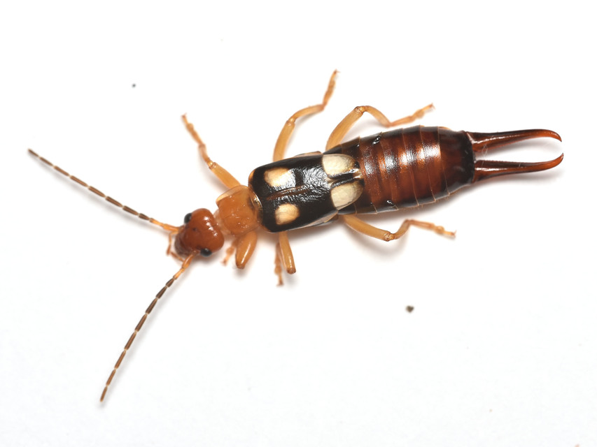 Forficula smyrnensis - szmirnai fülbemászó