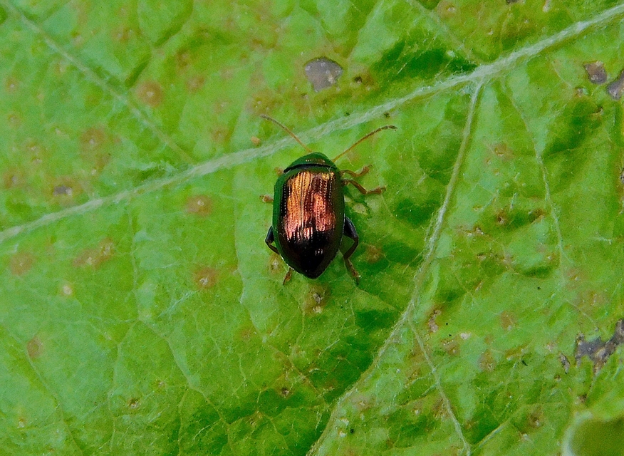 Crepidodera