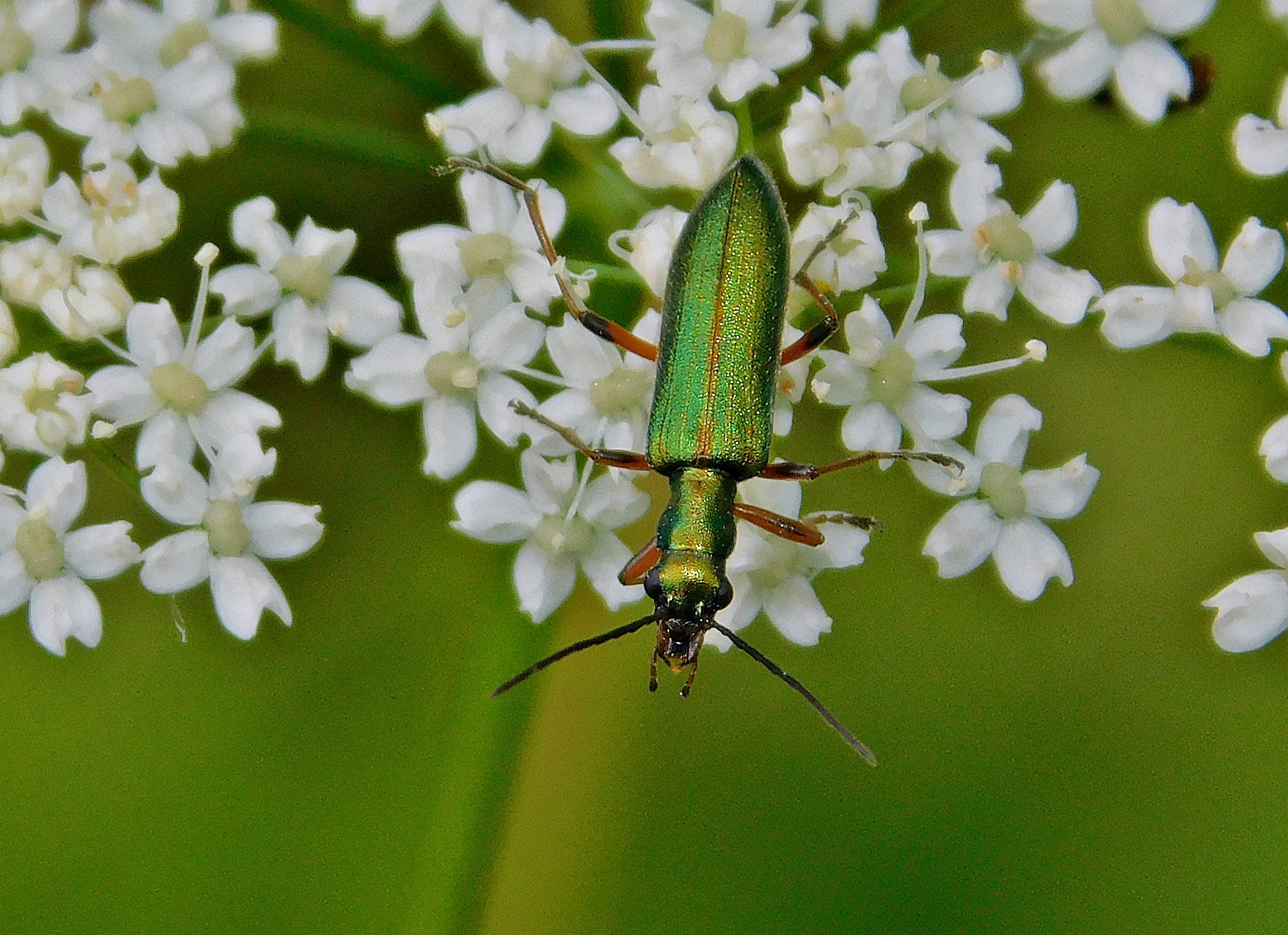 Chrysanthia geniculata - feketecsápú álcincér