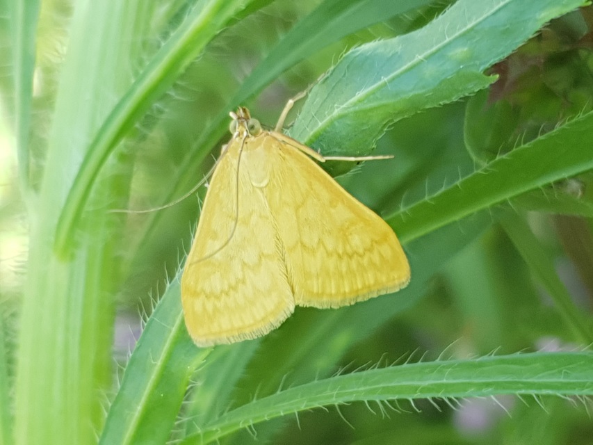 Sitochroa verticalis - világossárga dudvamoly