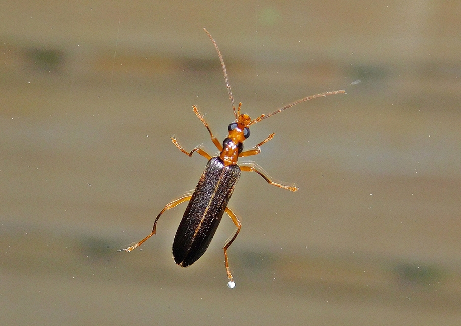 Nacerdes carniolica - karnóliai álcincér