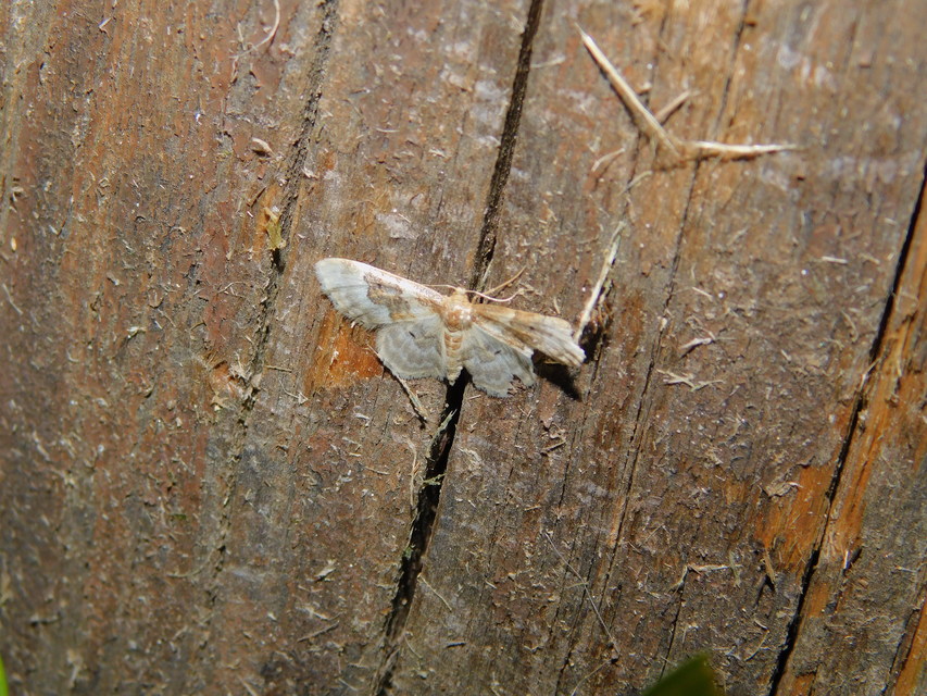 Idaea rusticata - tarka apróaraszoló