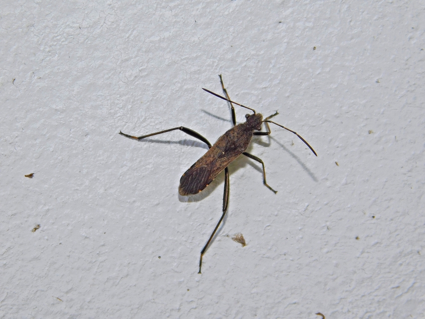 Alydus calcaratus - szőrös tövispoloska