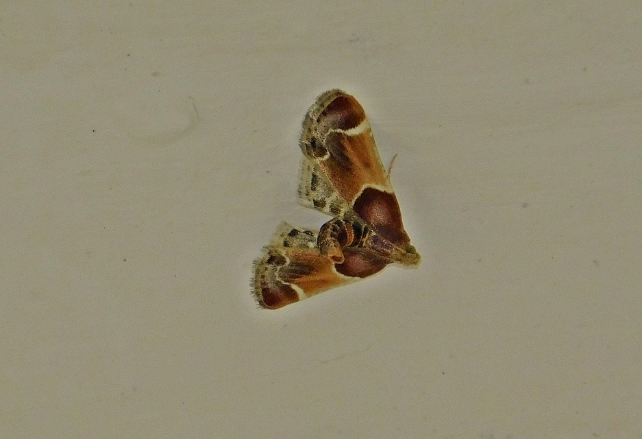 Pyralis farinalis - lisztilonca