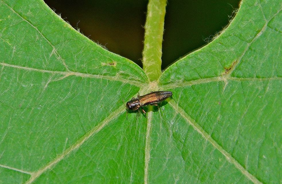 Agrilus derasofasciatus - szőlő-karcsúdíszbogár