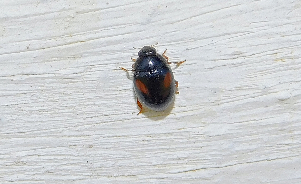 Scymnus
