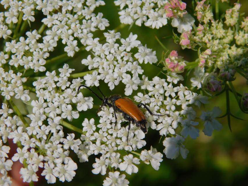 Stictoleptura fulva - vörhenyes virágcincér