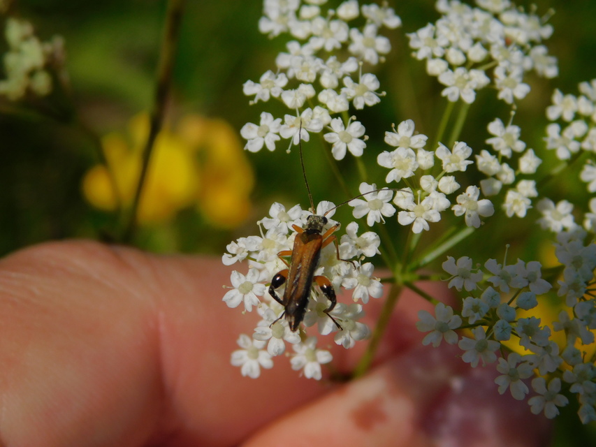 Oedemera podagrariae - székfű-álcincér