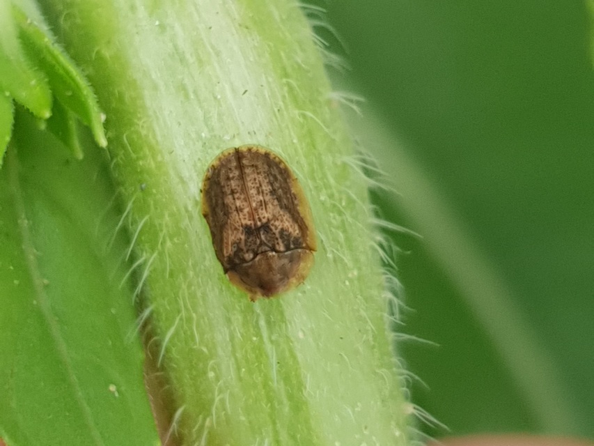 Hypocassida