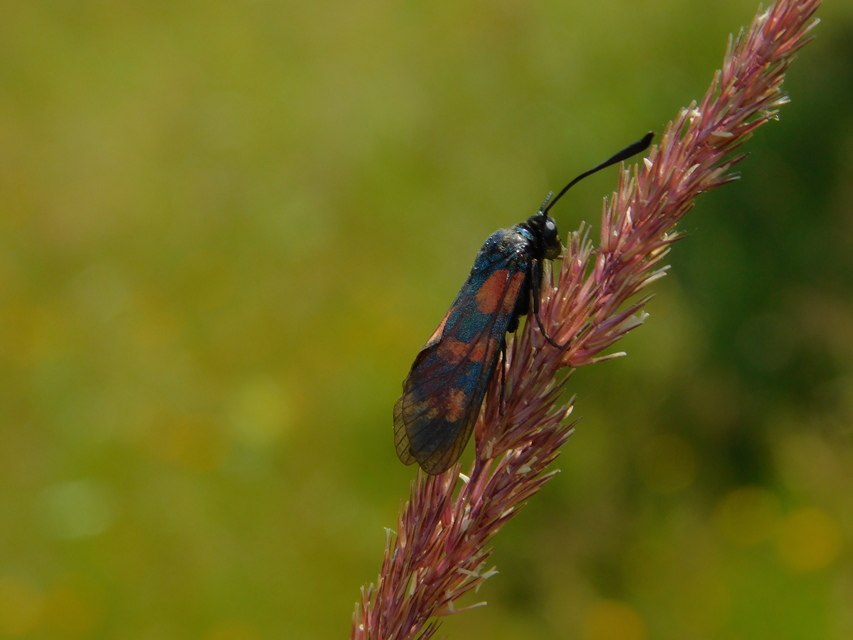Zygaena filipendulae - acélszínű csüngőlepke