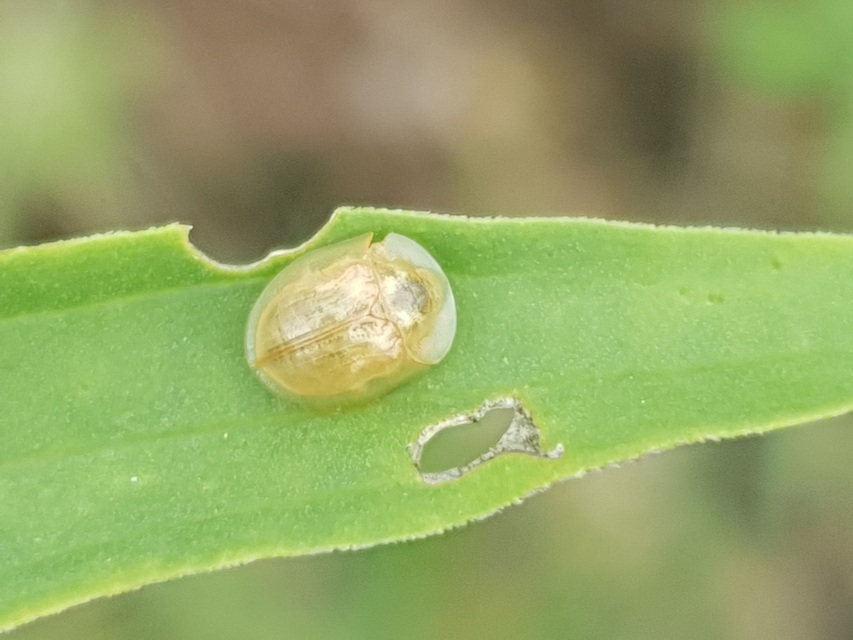 Cassida