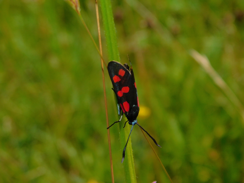 Zygaena filipendulae - acélszínű csüngőlepke